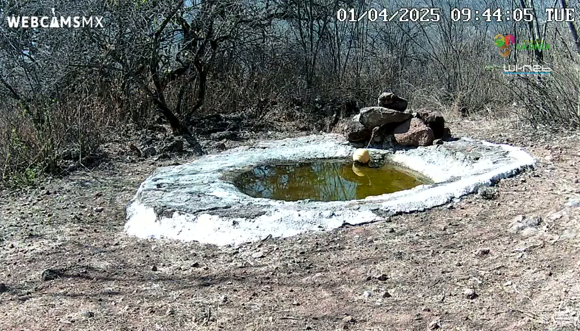 A small, shallow, circular pool of murky water is surrounded by a white cement border in a dry, sunny, scrubland area.