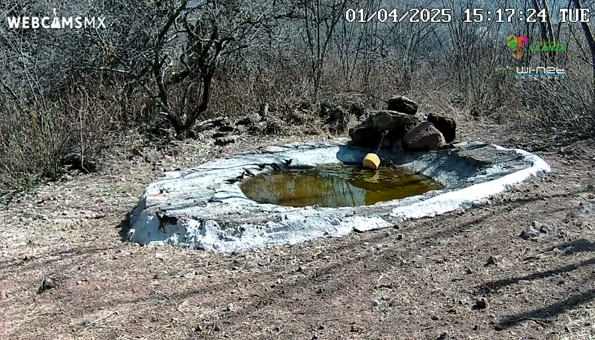 A small, shallow, cement-lined pond with a few birds near it sits in a dry, scrubby landscape under a sunny sky.