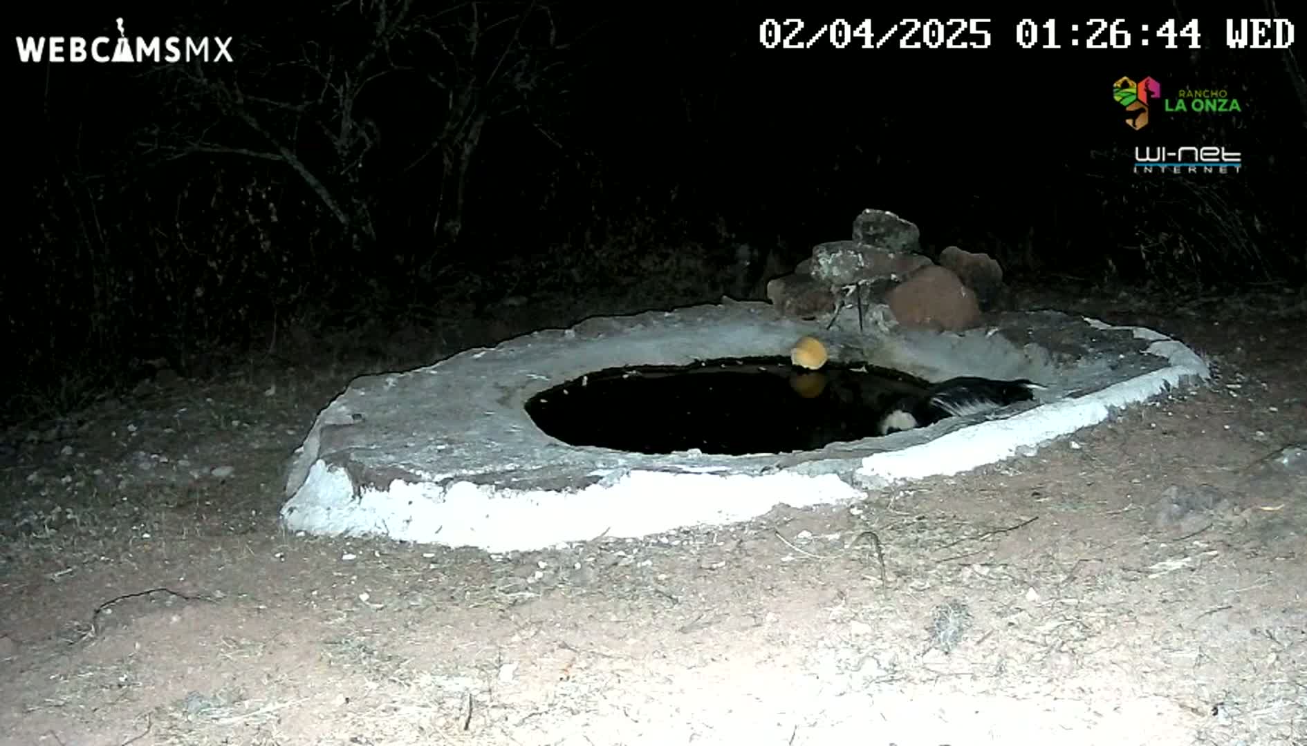 At night, a skunk drinks from a small, white-rimmed water basin in a dark, outdoor setting.