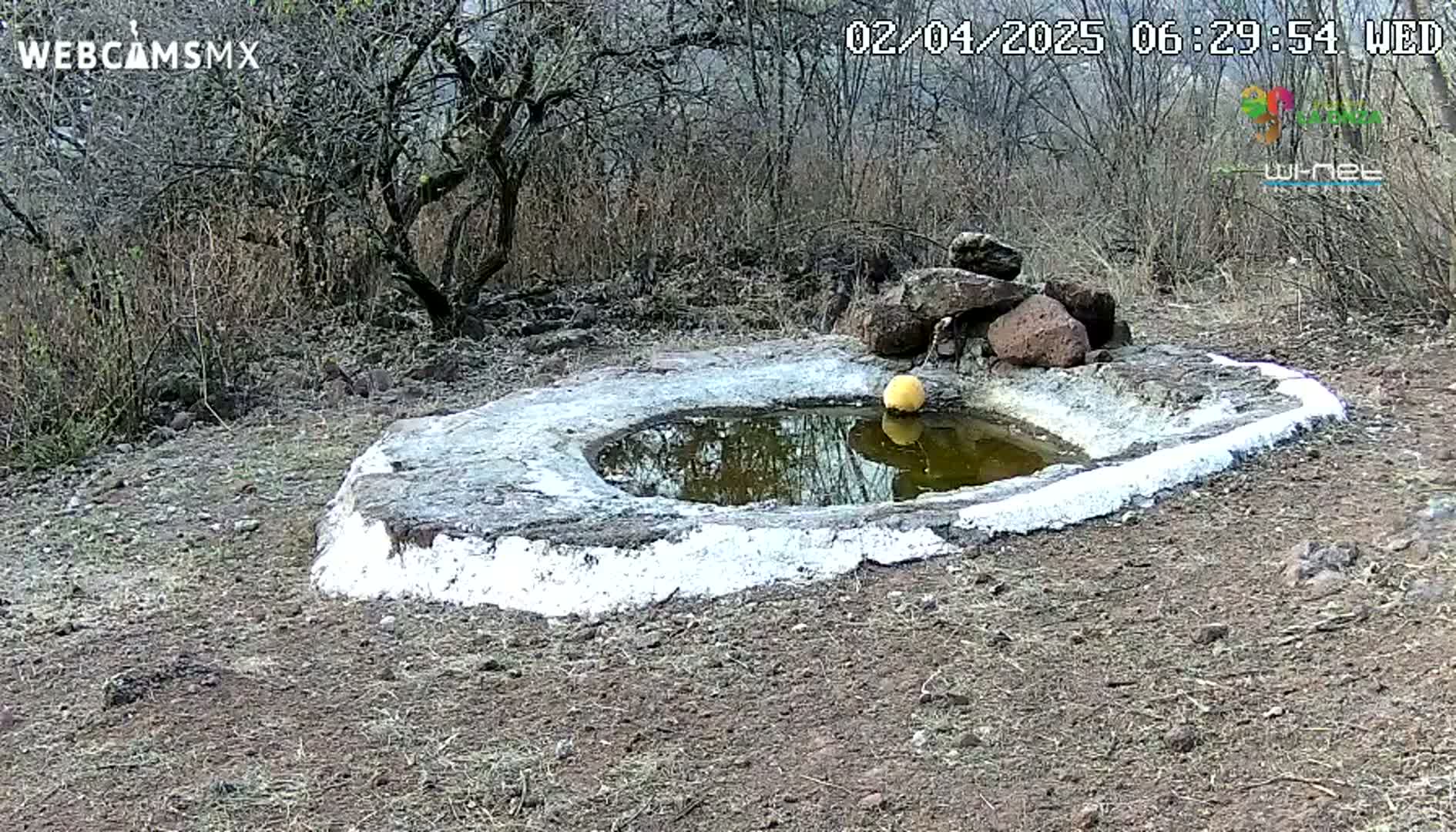 A small, white-painted stone basin containing still, dark water sits on dry, brown earth next to bare, scrubby trees under a cloudy sky.