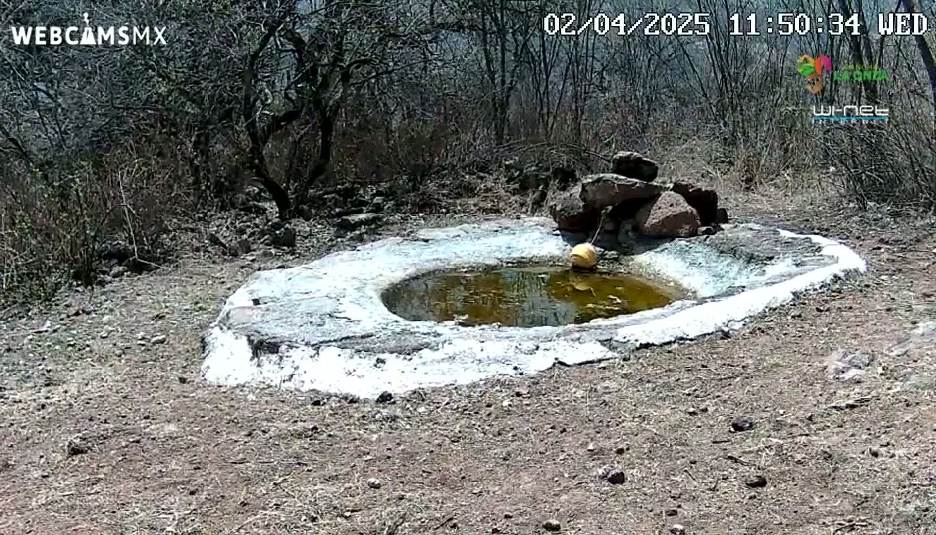 A small, circular, stone pool with a yellow object floating in it sits in a dry, sparsely vegetated area under a sunny sky.