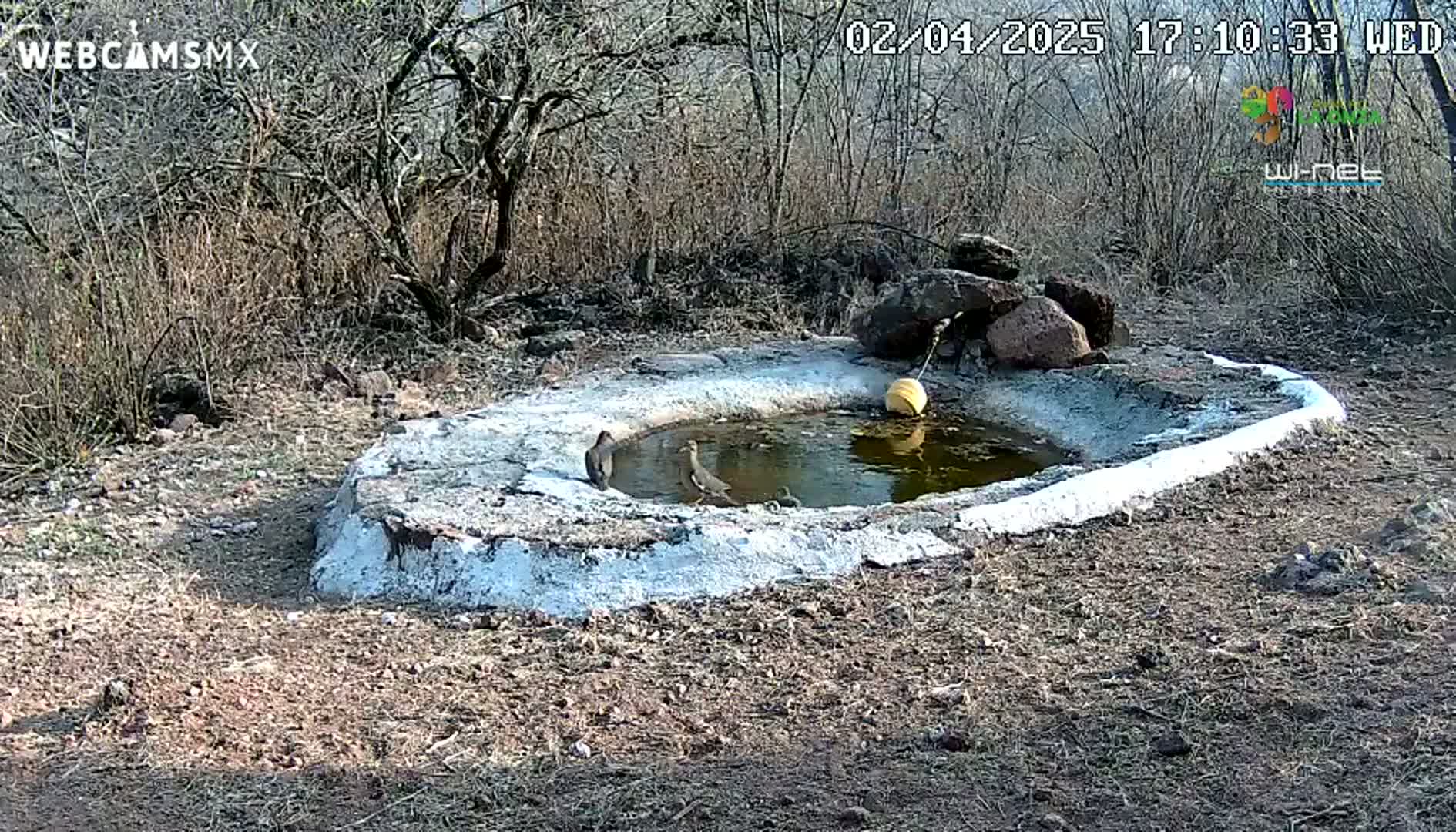 Two birds are at a small, shallow, water-filled basin made of cement in a dry, scrubby landscape under a sunny sky.