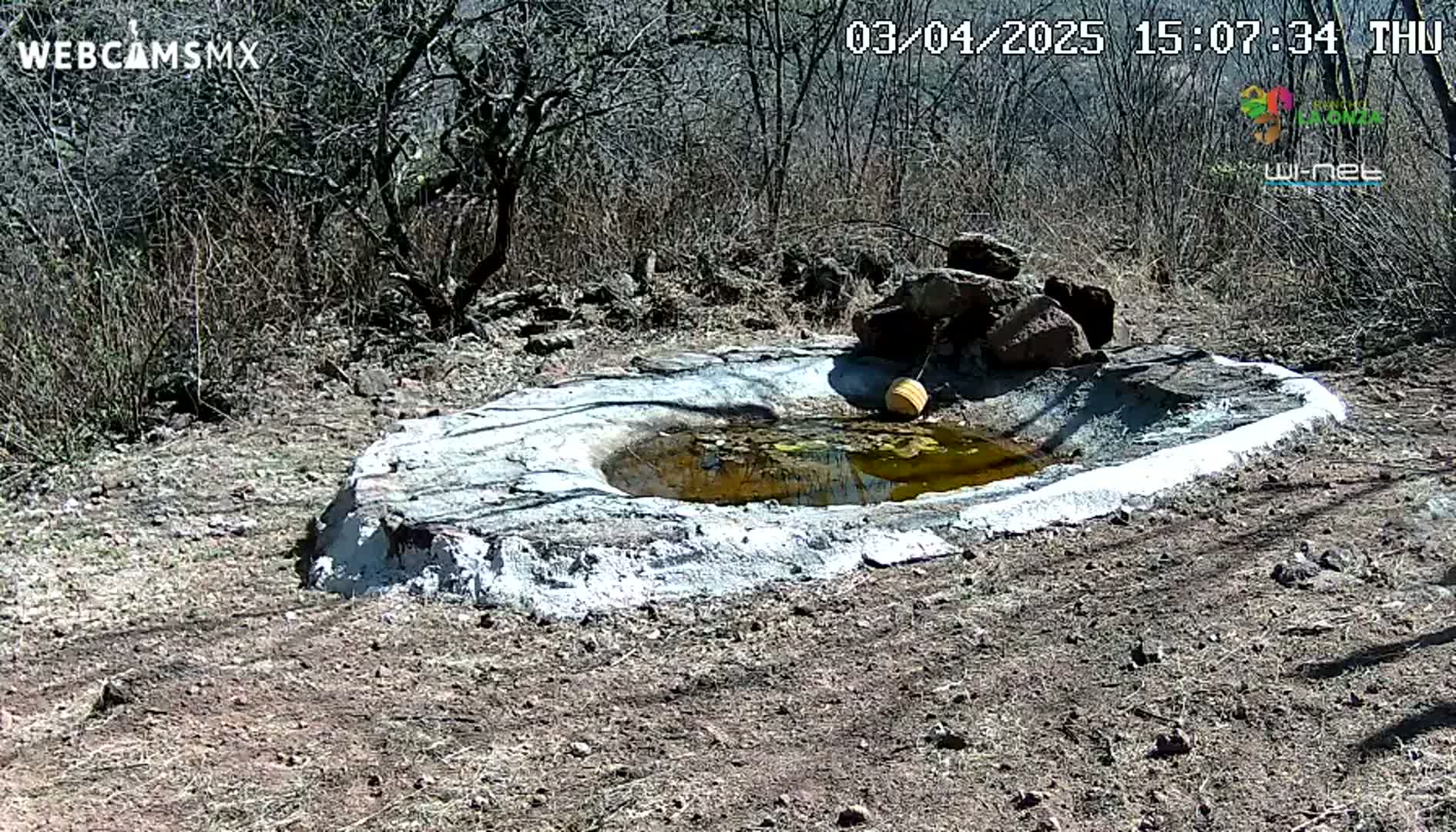 A small, shallow, man-made pond with a yellowish-brown, murky water sits in a dry, sunny, scrubby area with rocks and sparse, leafless bushes.