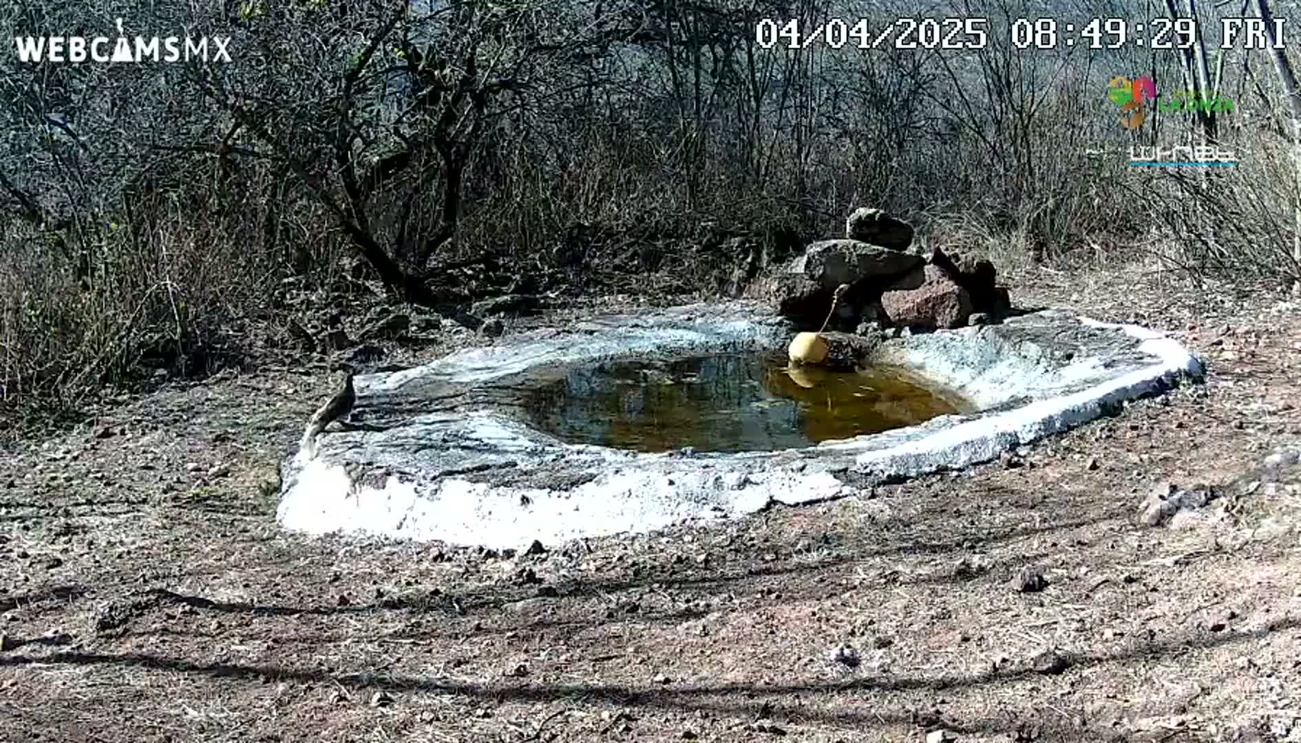 A small, shallow, concrete bird bath with a dark-colored bird near it sits in a dry, scrubby landscape on a sunny day.