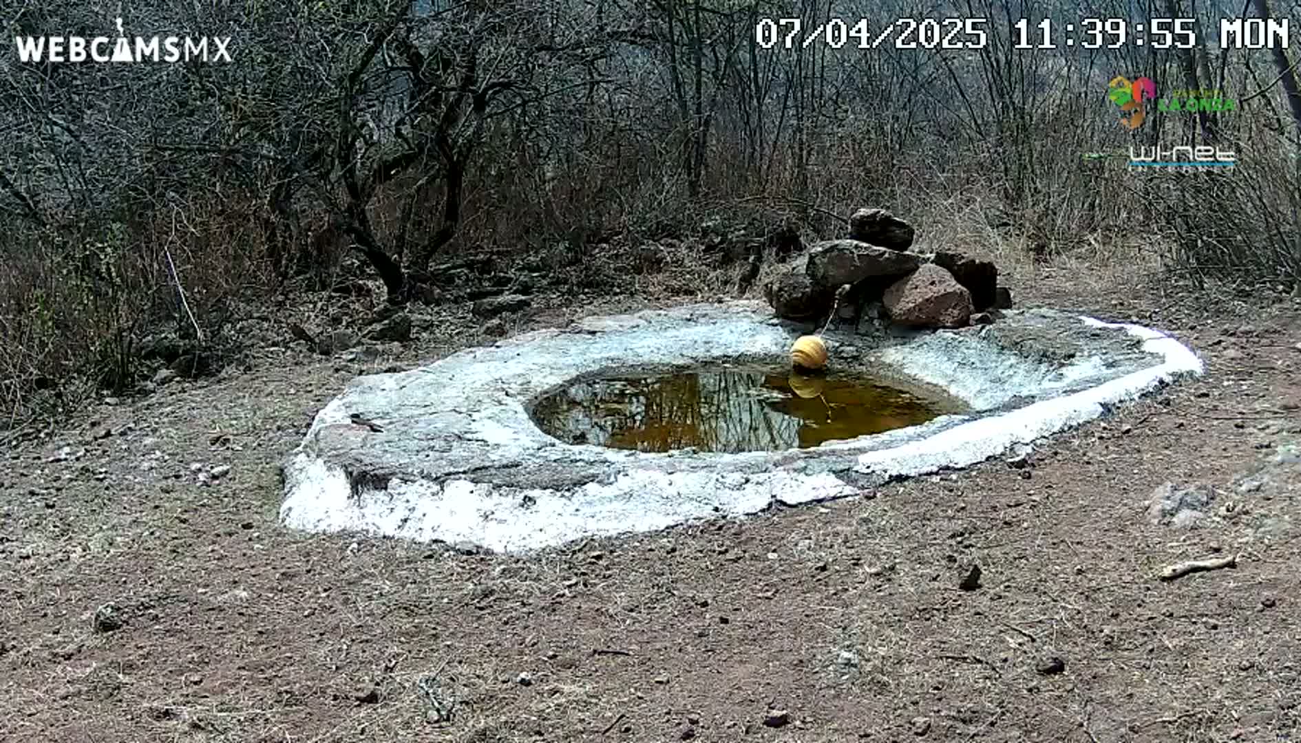 A small, circular, white-rimmed pond with a yellow ball floating in it sits in a dry, brown dirt area surrounded by bare, leafless trees under a sunny sky.