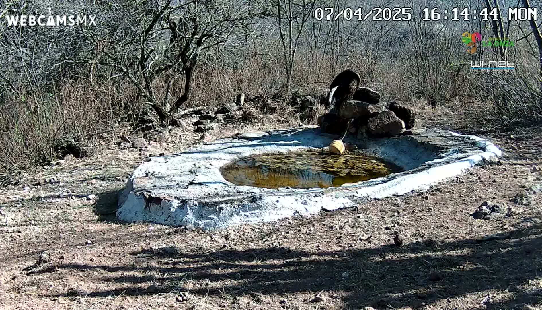 A dark-colored bird stands near a small, shallow, water-filled basin made of cement, situated in a dry, scrubby landscape under sunny conditions.