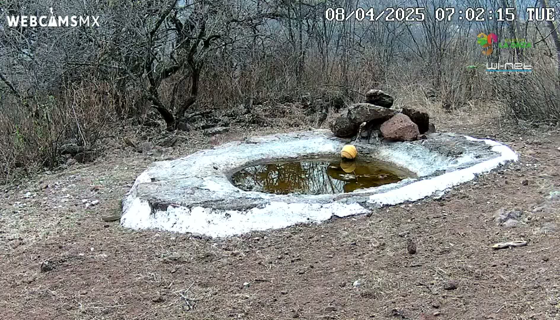 A small, shallow, circular pool of still, reflective water sits in a dry, dirt area surrounded by bare, brown bushes and rocks.