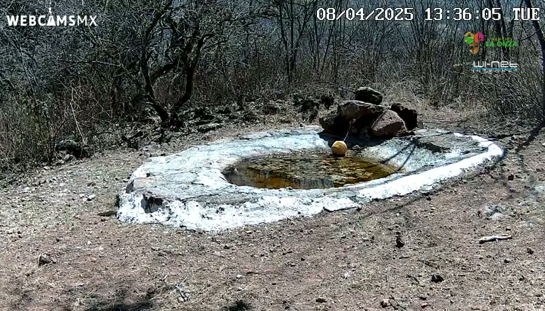 A small, shallow, oval-shaped pool of murky water sits in a dry, sparsely vegetated area under a sunny sky, partially surrounded by rocks and painted with white cement.