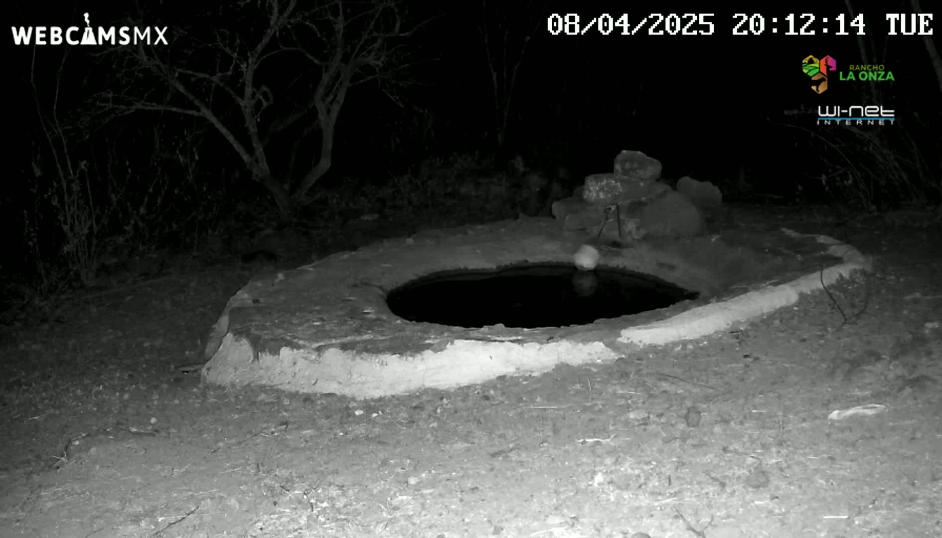 A circular, stone water basin sits on the ground at night, surrounded by dark shrubs and trees.