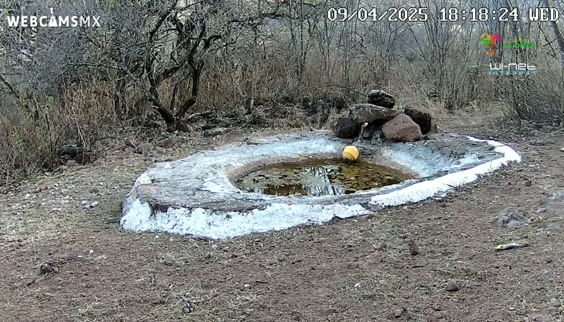 A small, oval-shaped, white-painted water basin with a yellow float sits in dry, brown earth surrounded by leafless bushes under a clear sky.