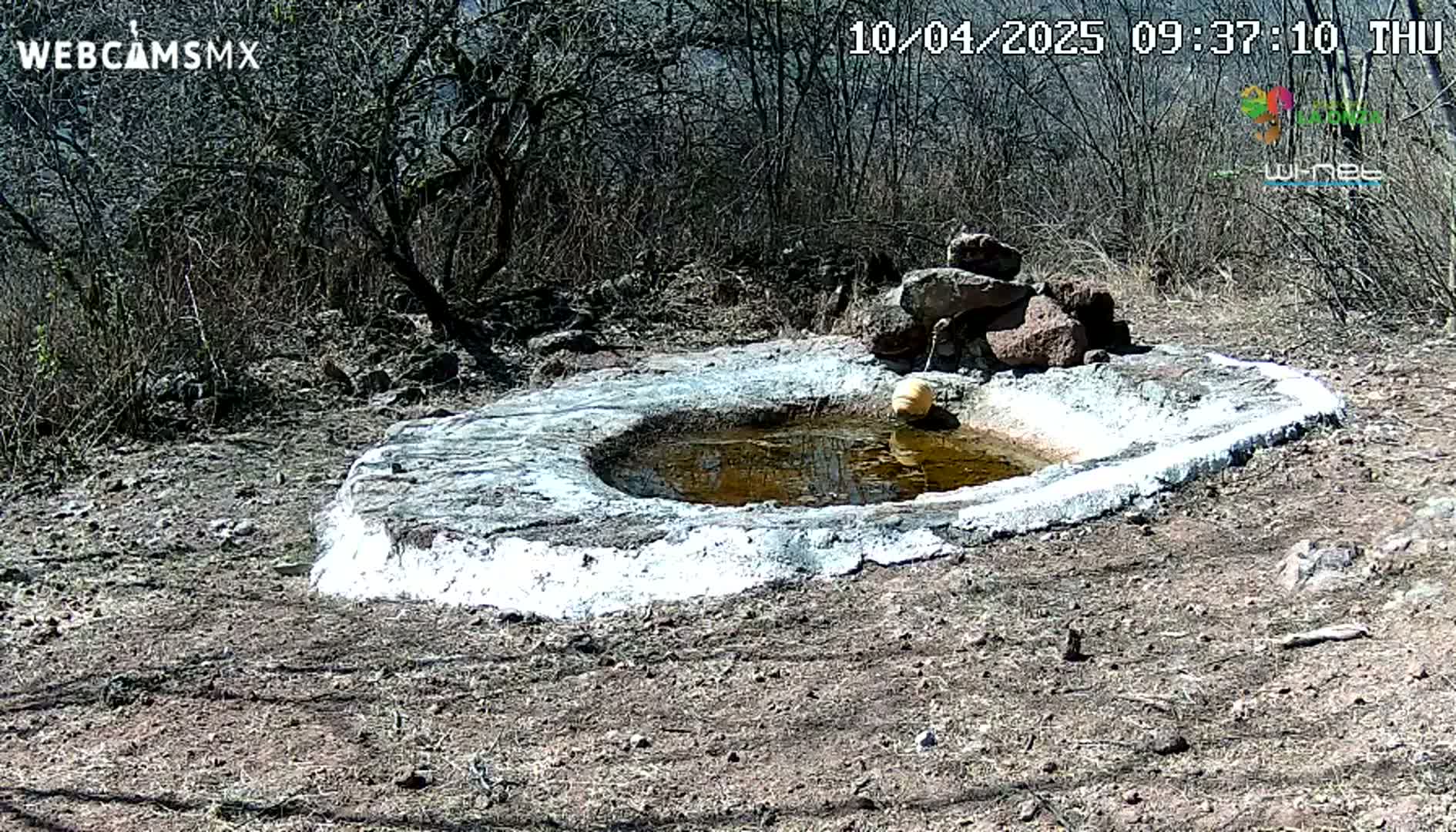 A small, round, cement-lined water basin containing murky water sits in dry, brown earth surrounded by leafless bushes under a sunny sky.