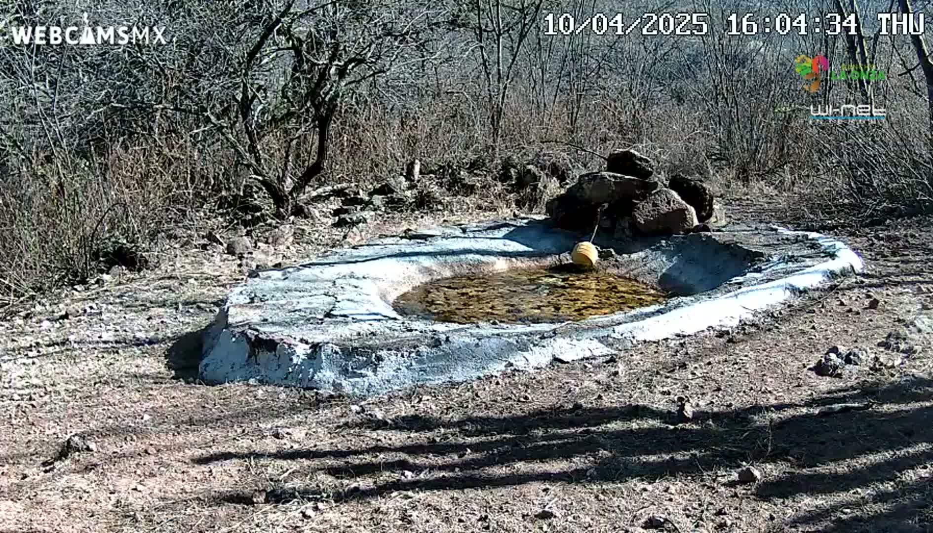 A small, shallow, light-blue concrete pond with murky water sits in a dry, sunny, scrubland area with sparse, leafless trees and rocks.