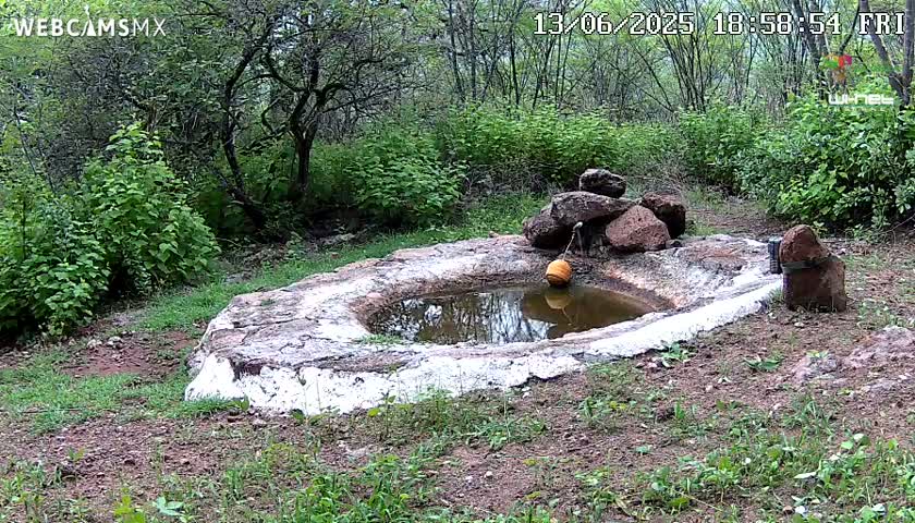 Rancho La Onza Waterhole Animals Live Live Cam - San Luiz de la Paz, Guanajuato, Mexico