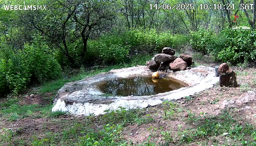 A small, shallow pond, partially lined with white material, sits in a sunny, wooded area surrounded by rocks and lush green vegetation.
