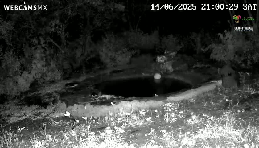 Rancho La Onza Waterhole Animals Live Live Cam - San Luiz de la Paz, Guanajuato, Mexico