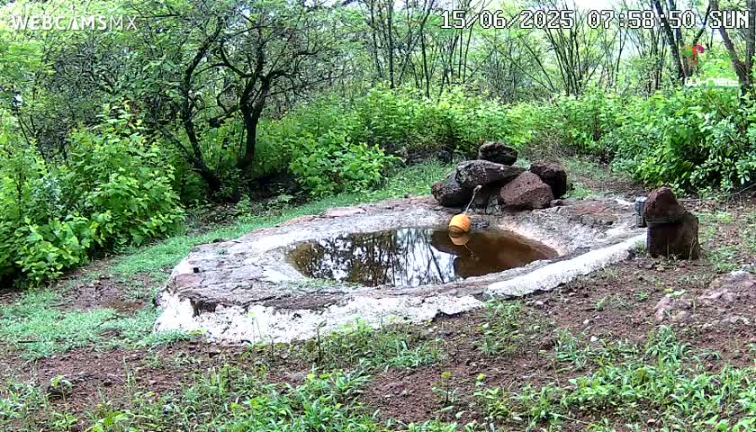 A small, stone-lined pool of murky water sits in a damp, wooded area, with a single orange object floating in its center.