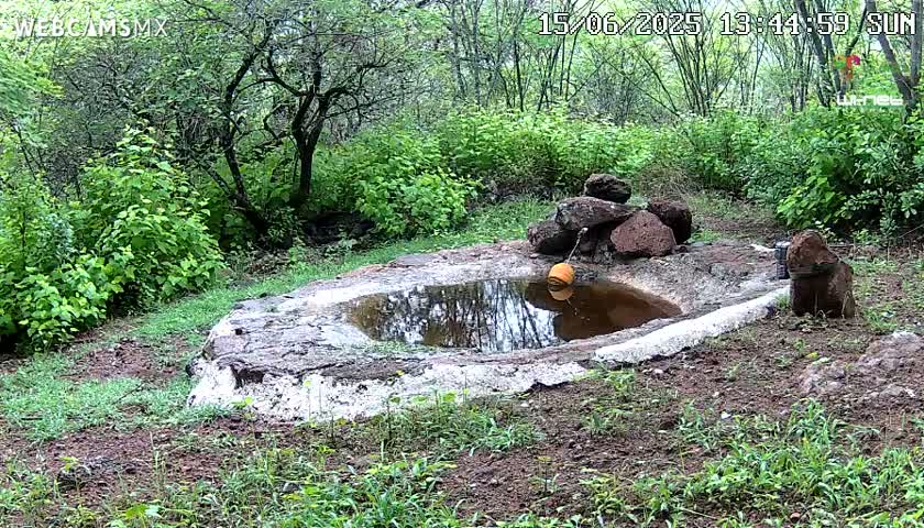 Rancho La Onza Waterhole Animals Live Live Cam - San Luiz de la Paz, Guanajuato, Mexico