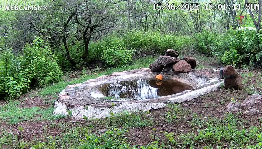Rancho La Onza Waterhole Animals Live Live Cam - San Luiz de la Paz, Guanajuato, Mexico