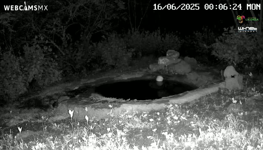 Rancho La Onza Waterhole Animals Live Live Cam - San Luiz de la Paz, Guanajuato, Mexico