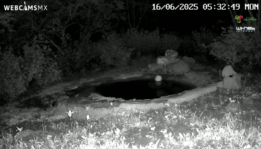 A small, dark pool of water sits in a stone basin at night, surrounded by vegetation.
