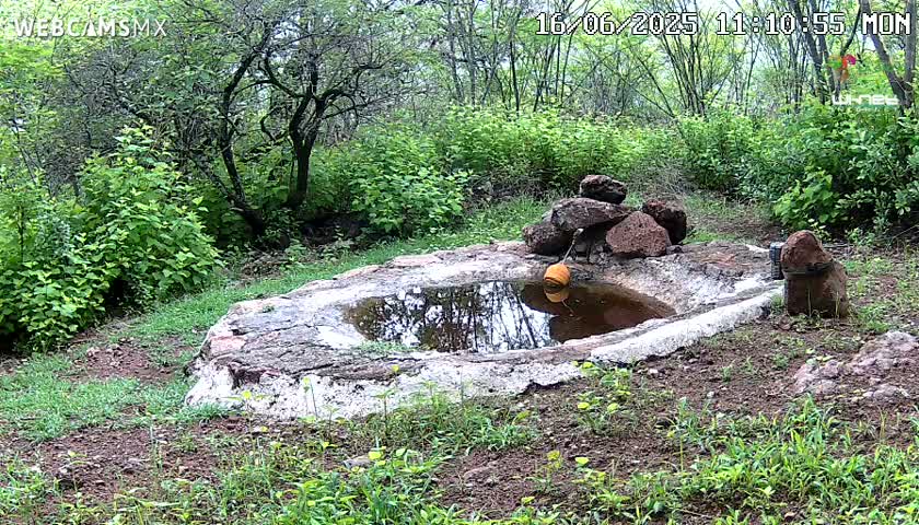 A small, shallow, stone-lined pool of water sits in a lush green wooded area.