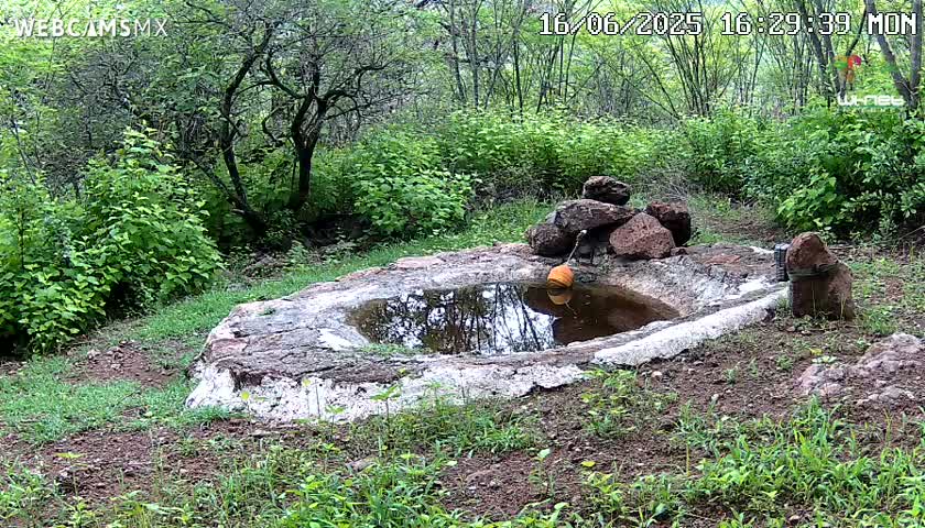Rancho La Onza Waterhole Animals Live Live Cam - San Luiz de la Paz, Guanajuato, Mexico