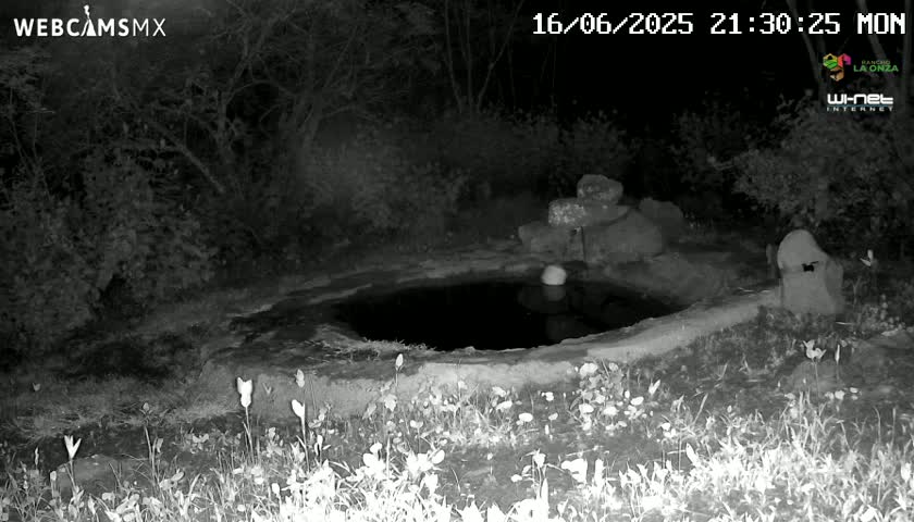 Rancho La Onza Waterhole Animals Live Live Cam - San Luiz de la Paz, Guanajuato, Mexico