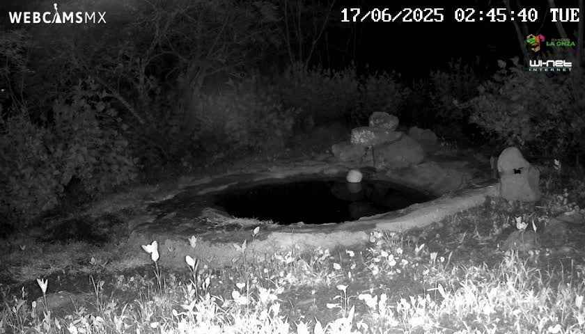 A small, dark pool of water sits in a stone basin surrounded by low-lying vegetation at night.