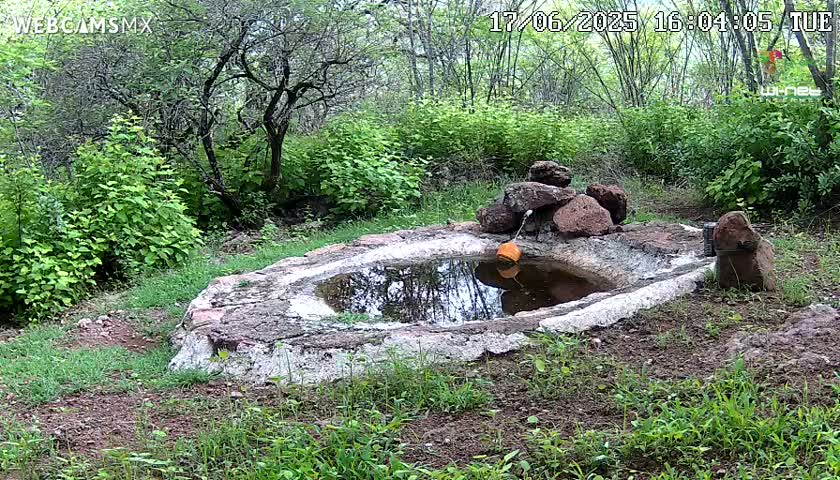 Rancho La Onza Waterhole Animals Live Live Cam - San Luiz de la Paz, Guanajuato, Mexico