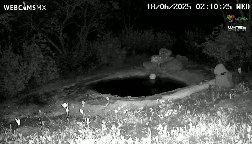 A small, dark pool of water is surrounded by vegetation at night.