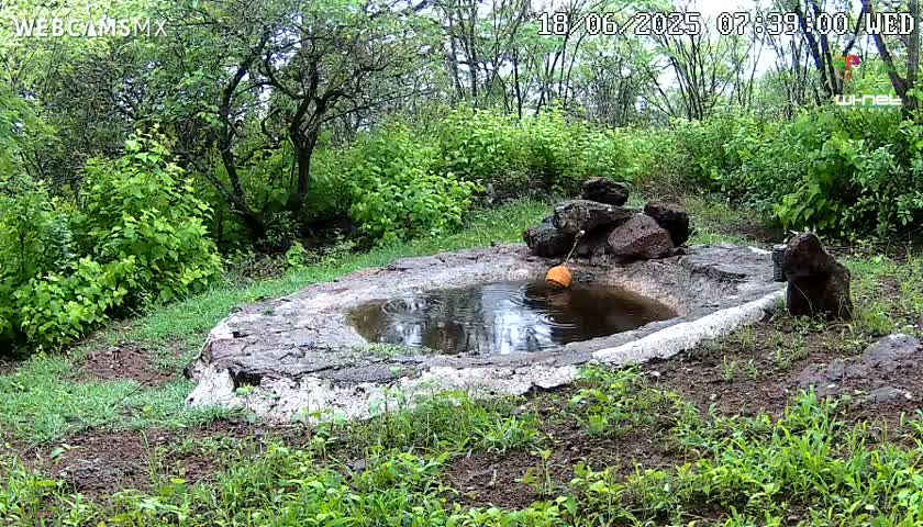 A small, stone-lined pool of water sits in a lush, green, wooded area during what appears to be wet weather.
