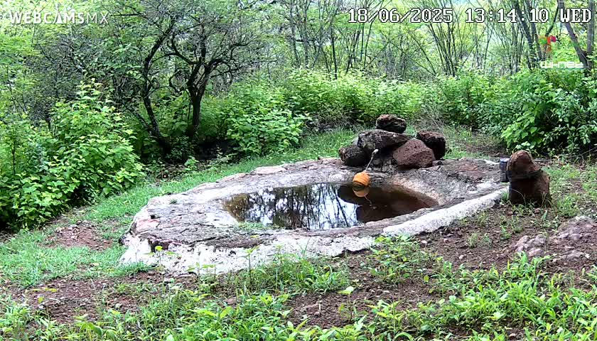 Rancho La Onza Waterhole Animals Live Live Cam - San Luiz de la Paz, Guanajuato, Mexico