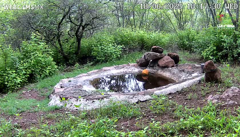 Rancho La Onza Waterhole Animals Live Live Cam - San Luiz de la Paz, Guanajuato, Mexico
