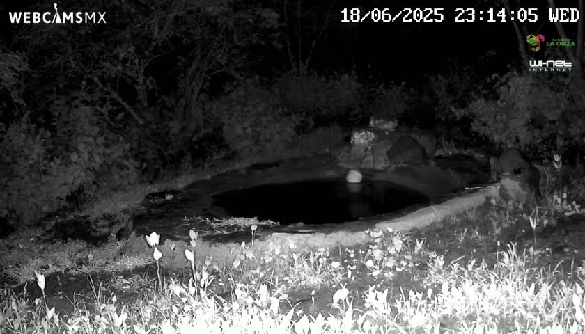 Rancho La Onza Waterhole Animals Live Live Cam - San Luiz de la Paz, Guanajuato, Mexico