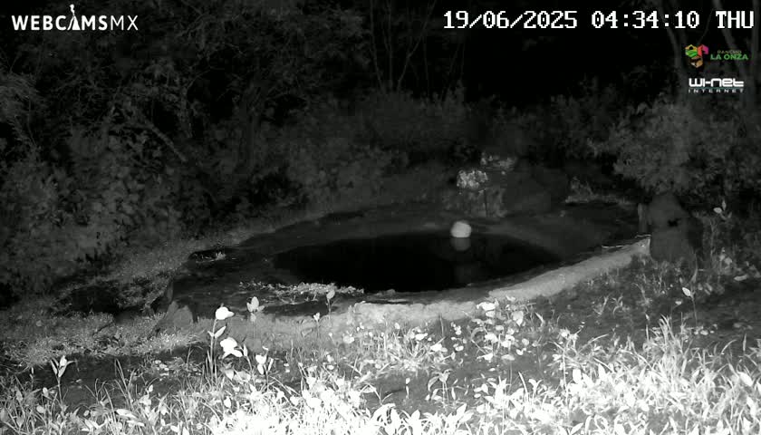A dark, still body of water surrounded by vegetation is seen at night.
