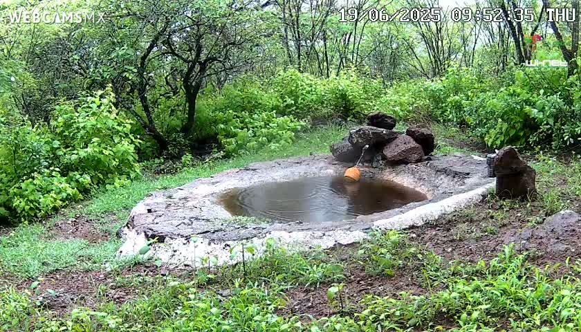 A small, circular pool of water sits in a stone basin surrounded by lush green vegetation in a wooded area on a cloudy day.