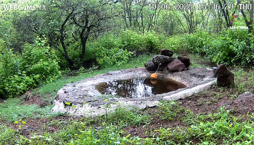 Rancho La Onza Waterhole Animals Live Live Cam - San Luiz de la Paz, Guanajuato, Mexico