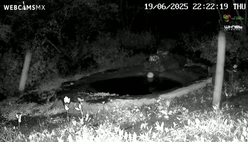 A dark, still body of water surrounded by vegetation is visible at night under infrared illumination.