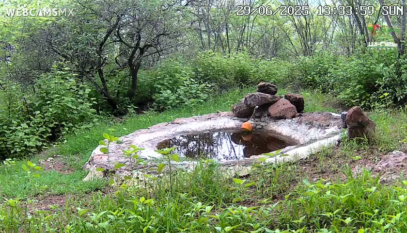 Rancho La Onza Waterhole Animals Live Live Cam - San Luiz de la Paz, Guanajuato, Mexico
