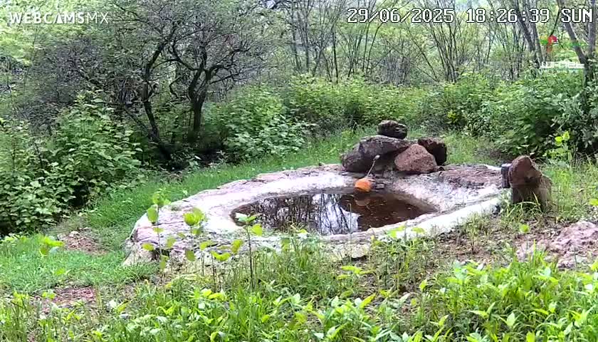 Rancho La Onza Waterhole Animals Live Live Cam - San Luiz de la Paz, Guanajuato, Mexico