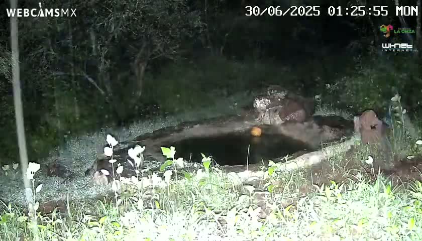A dark, nighttime scene shows a small, still body of water surrounded by vegetation.