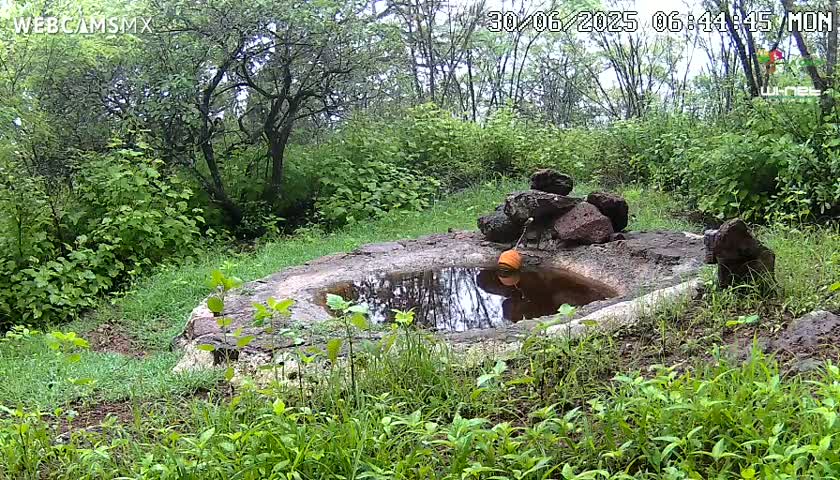 Rancho La Onza Waterhole Animals Live Live Cam - San Luiz de la Paz, Guanajuato, Mexico