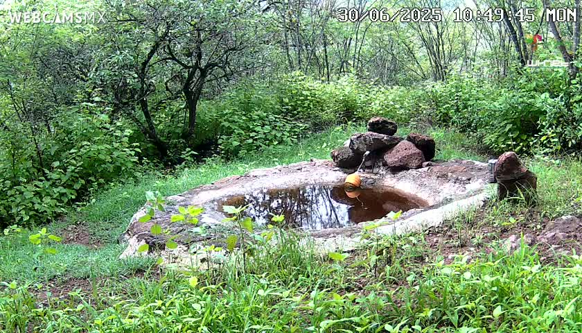 Rancho La Onza Waterhole Animals Live Live Cam - San Luiz de la Paz, Guanajuato, Mexico
