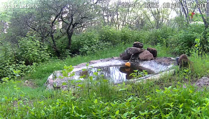 Rancho La Onza Waterhole Animals Live Live Cam - San Luiz de la Paz, Guanajuato, Mexico