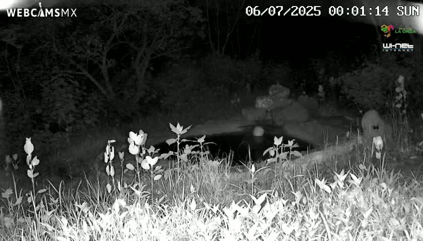 Rancho La Onza Waterhole Animals Live Live Cam - San Luiz de la Paz, Guanajuato, Mexico