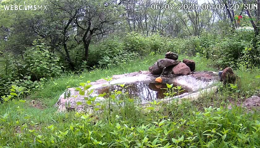 Rancho La Onza Waterhole Animals Live Live Cam - San Luiz de la Paz, Guanajuato, Mexico