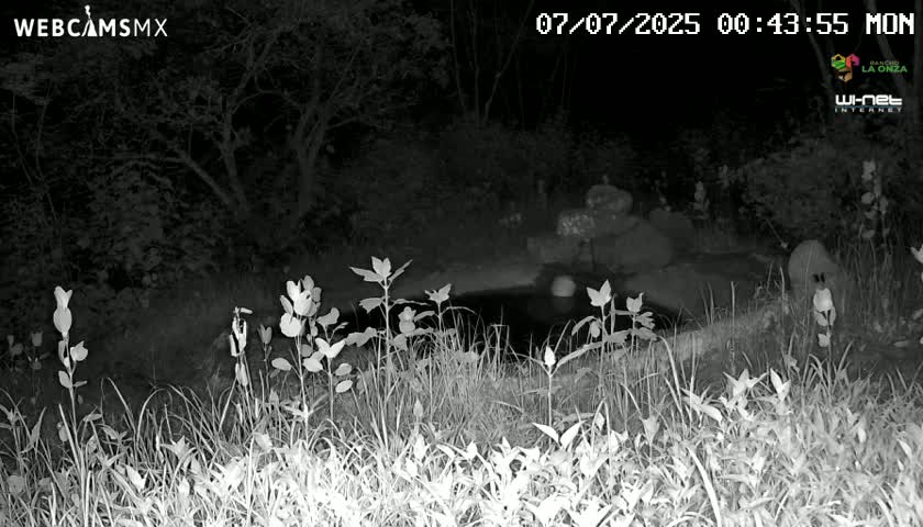 Rancho La Onza Waterhole Animals Live Live Cam - San Luiz de la Paz, Guanajuato, Mexico