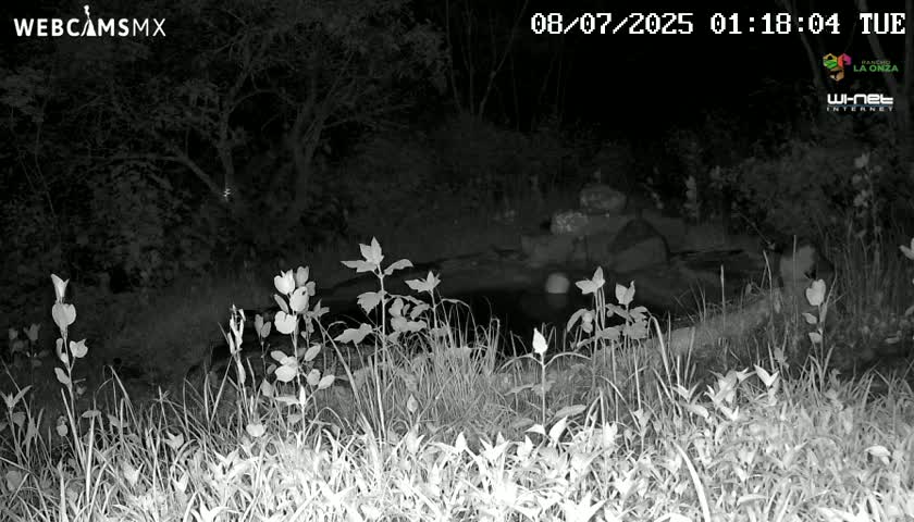 A nighttime, grayscale image shows tall grasses and flowering plants growing near a dark body of water in a wooded area.