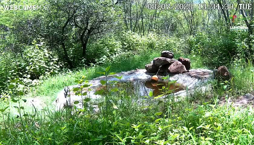 Rancho La Onza Waterhole Animals Live Live Cam - San Luiz de la Paz, Guanajuato, Mexico