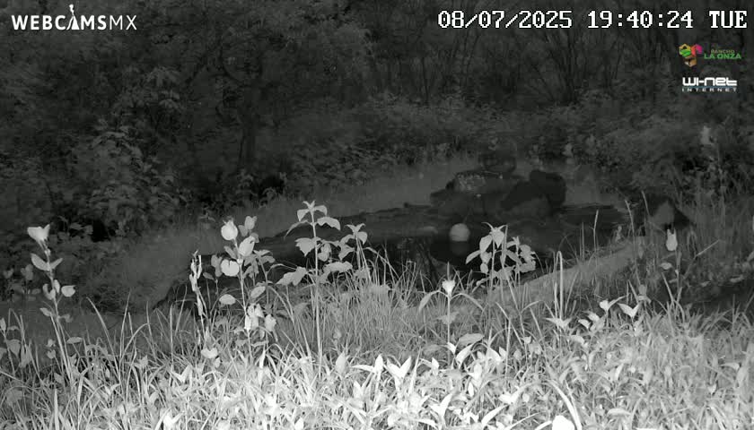 Rancho La Onza Waterhole Animals Live Live Cam - San Luiz de la Paz, Guanajuato, Mexico